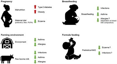 The Impact of Milk and Its Components on Epigenetic Programming of Immune Function in Early Life and Beyond: Implications for Allergy and Asthma